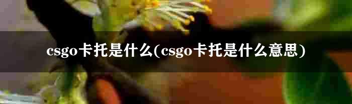 csgo卡托是什么(csgo卡托是什么意思)