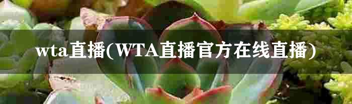 wta直播(WTA直播官方在线直播)